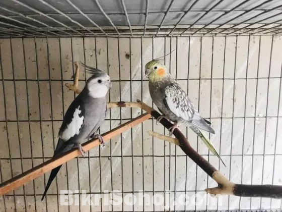 Adult Cockatiel Pair